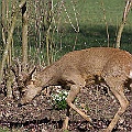 Råbock i april månad Råbock i april månad